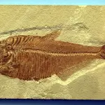 Il Museo dei Fossili di Bolca