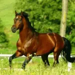 Il polacco Cavallo arabo – un prodotto della guerra