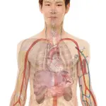 Il modo più veloce per memorizzare Anatomia Umana