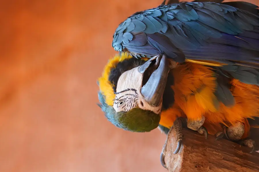 Pappagallo dell'Oceania - Soluzioni Cruciverba