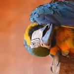 Pappagallo dell'Oceania - Soluzioni Cruciverba